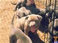 american pit bull puppy posted by alstonjlt