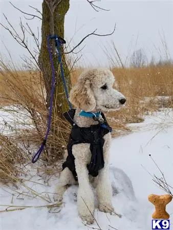 Poodle stud dog