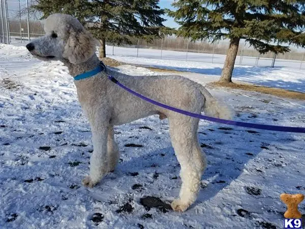 Poodle stud dog