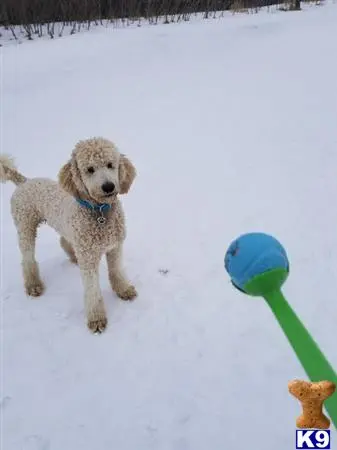 Poodle stud dog