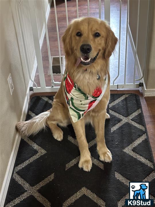 a golden retriever dog sitting on a chair