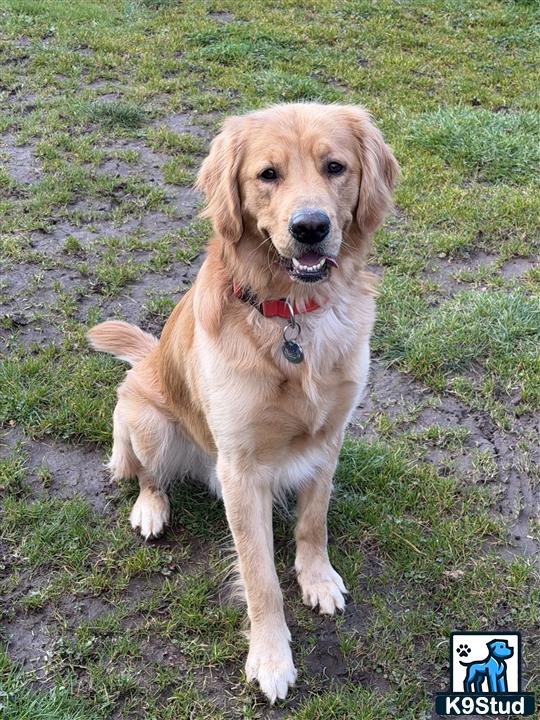 a golden retriever dog sitting on grass