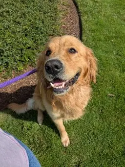 Golden Retriever stud dog: Smiling Golden Retriever with a golden coat sitting on grass