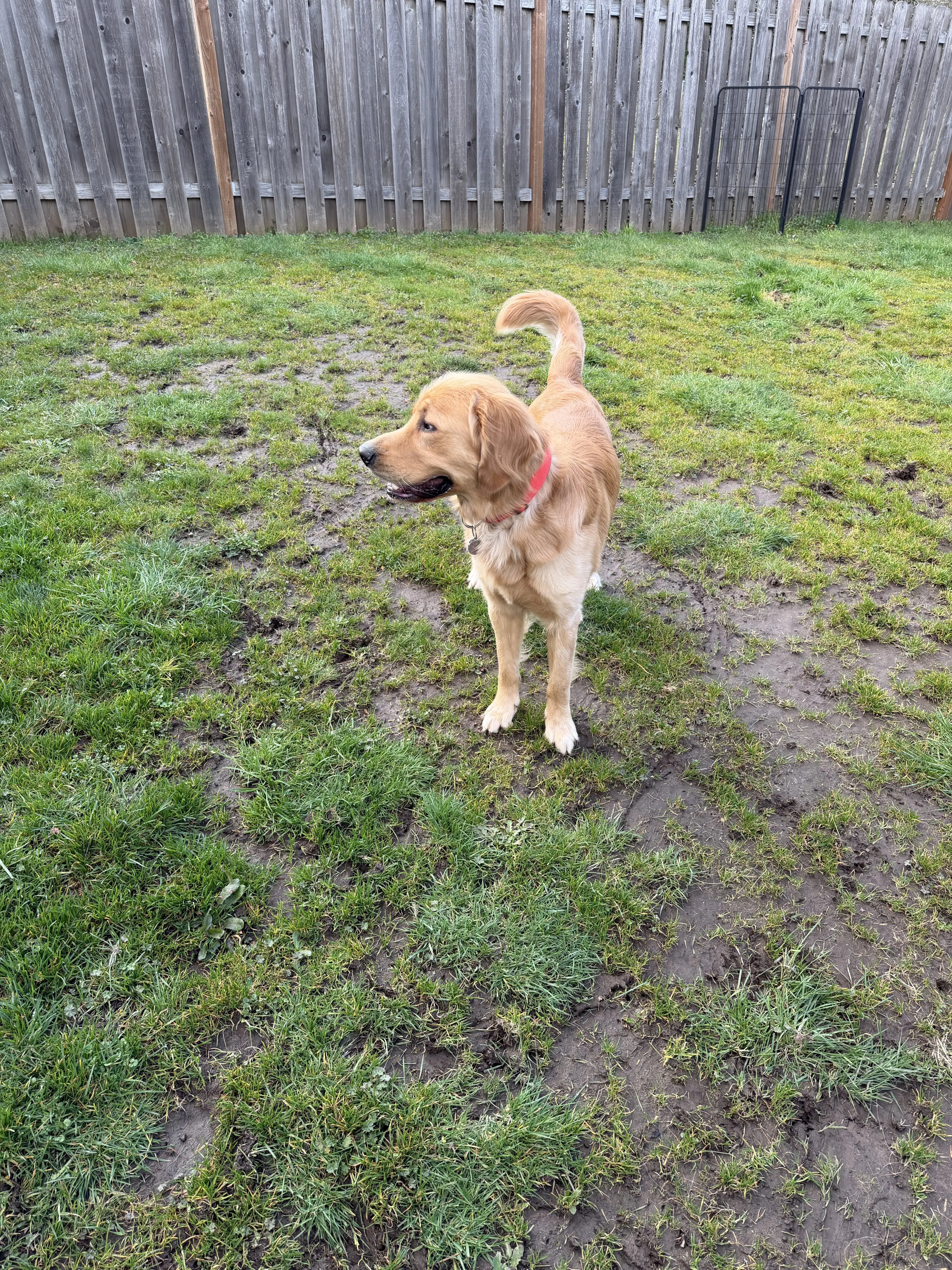 Golden Retriever stud dog: Golden Retriever standing in a grassy yard with a wooden fence