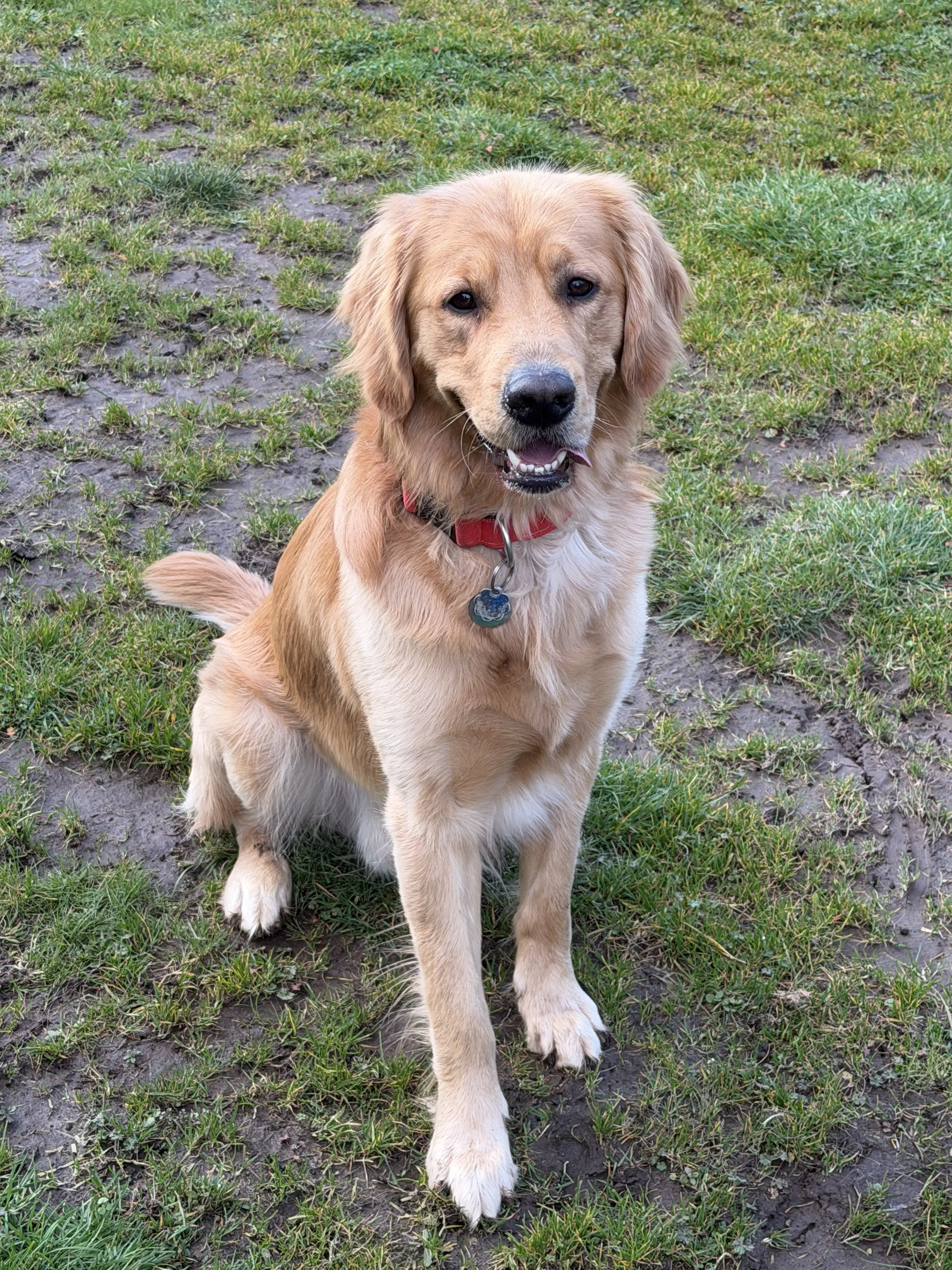 Golden Retriever stud dog: Golden Retriever sitting on grass with a playful expression