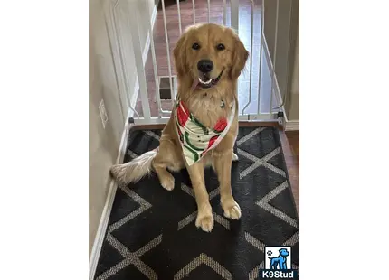 a golden retriever dog sitting on a chair