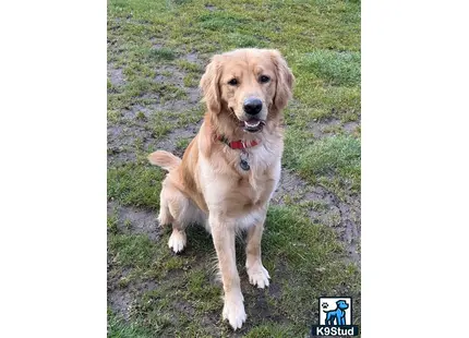 a golden retriever dog sitting on grass