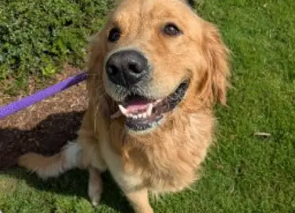 Golden Retriever stud dog: Smiling Golden Retriever with a golden coat sitting on grass