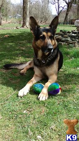 a german shepherd dog lying on grass with balls