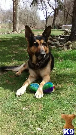 German Shepherd stud dog