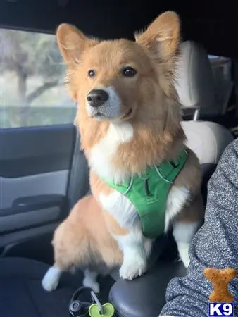 Pembroke Welsh Corgi stud dog