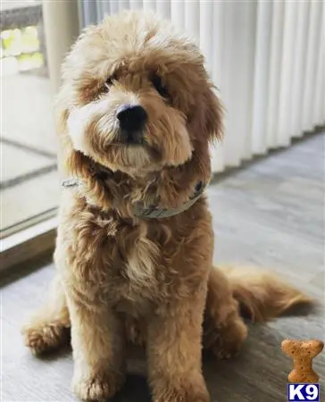 Goldendoodles stud dog