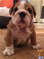 english bulldog puppy posted by alvinsena