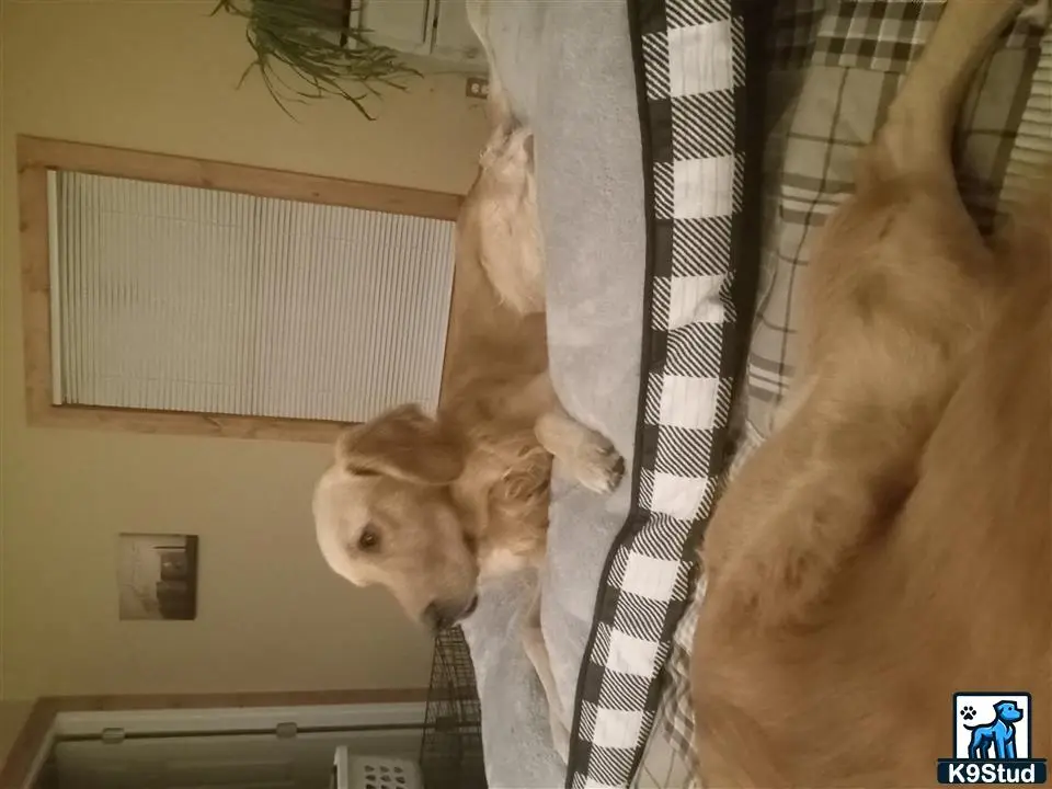 Golden Retriever stud dog: a golden retriever dog standing on a rope