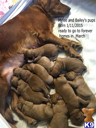 golden retriever puppy posted by alwayzchristine