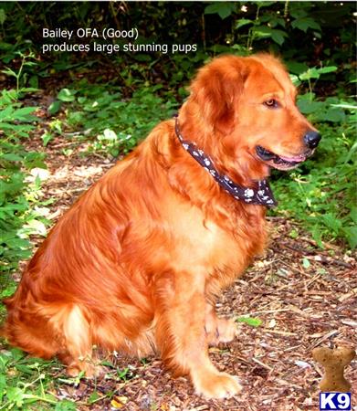 golden retriever puppy posted by alwayzchristine