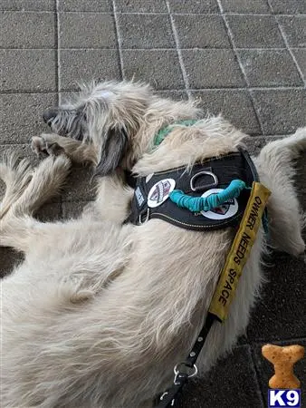 Irish Wolfhound stud dog