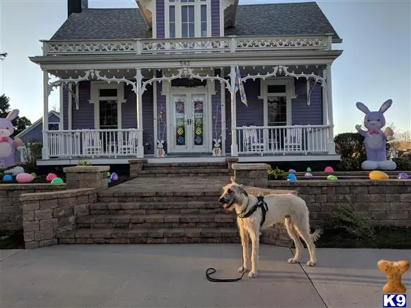 Irish Wolfhound stud dog