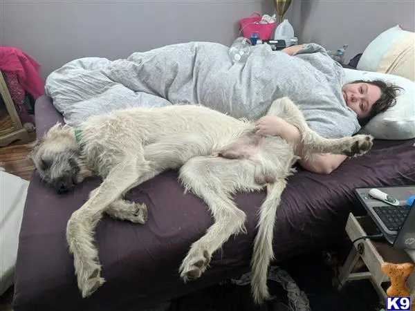 Irish Wolfhound stud dog