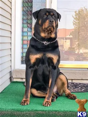 Rottweiler stud dog