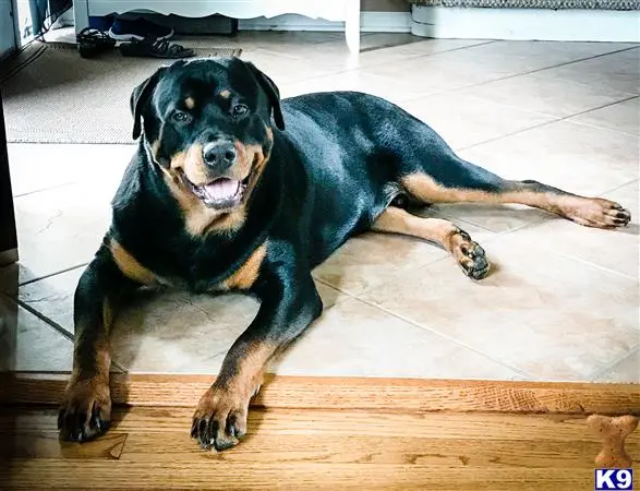 Rottweiler stud dog