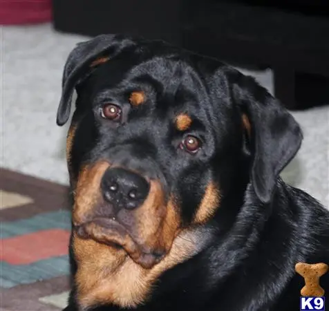 Rottweiler stud dog