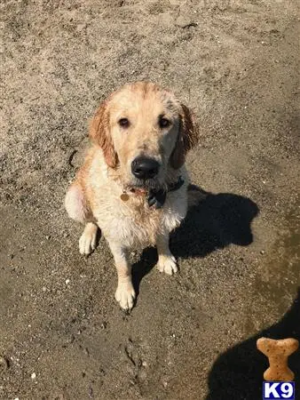 Golden Retriever stud dog