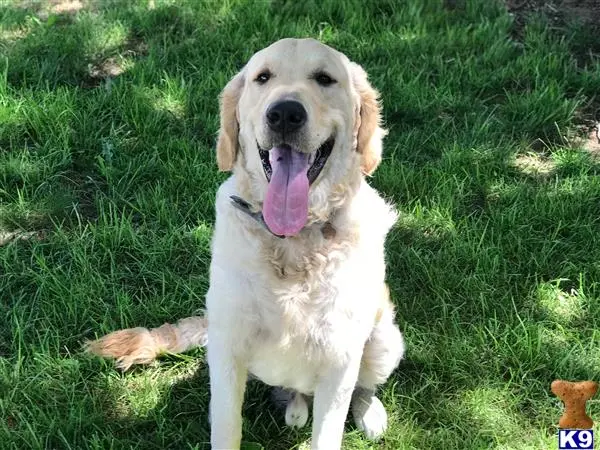 Golden Retriever stud dog