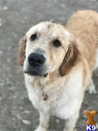 Golden Retriever stud dog