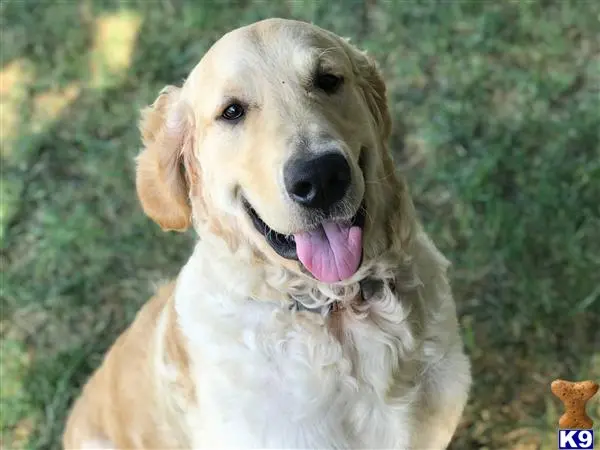 Golden Retriever stud dog