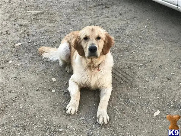 Golden Retriever stud dog