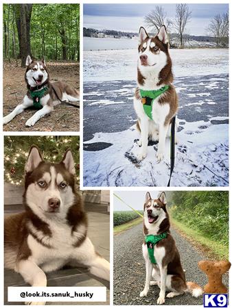 Siberian Husky