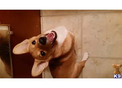 Pembroke Welsh Corgi