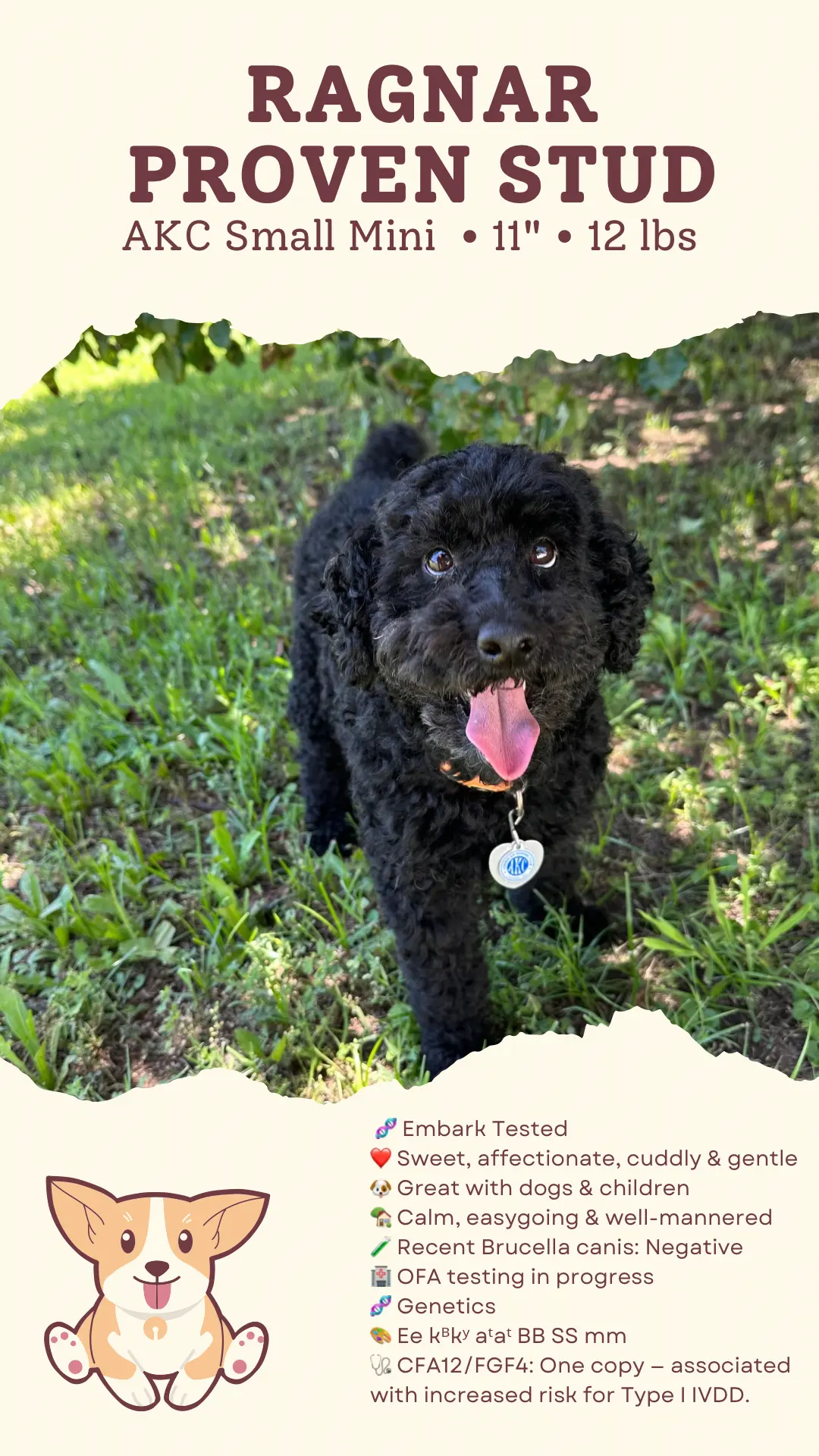 Poodle stud dog: Black Poodle with curly coat, standing outdoors in a grassy area