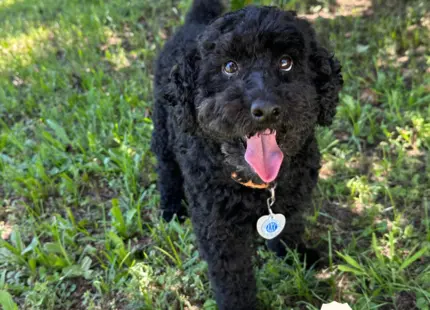 Poodle stud dog: Black Poodle with curly coat, standing outdoors in a grassy area