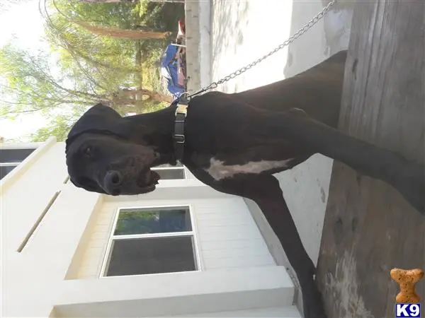 Great Dane female dog