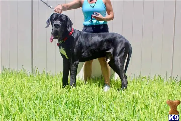 Great Dane stud dog