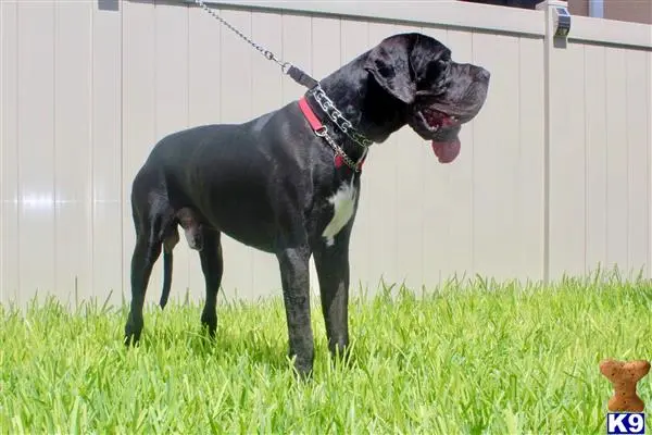 Great Dane stud dog