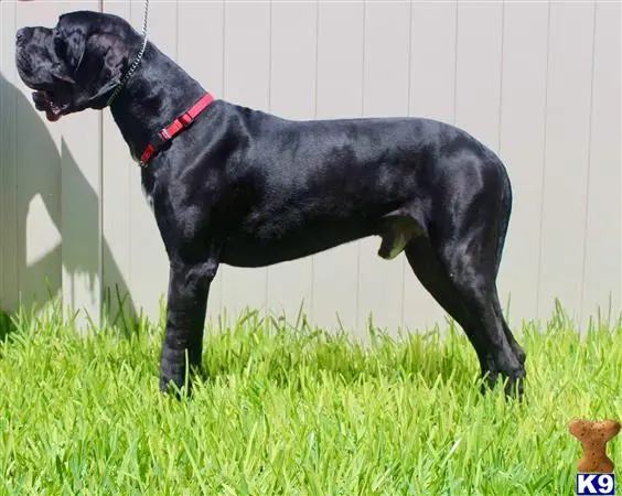 Great Dane stud dog