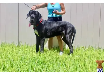 Great Dane