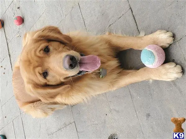 Golden Retriever stud dog: a golden retriever dog lying on the ground with a ball in its mouth