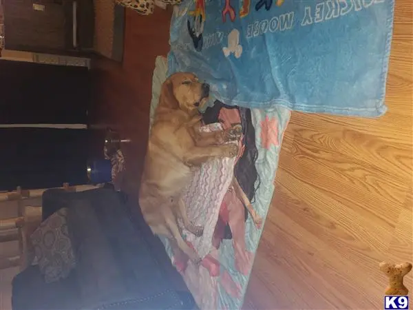 Golden Retriever stud dog: a person in a garment