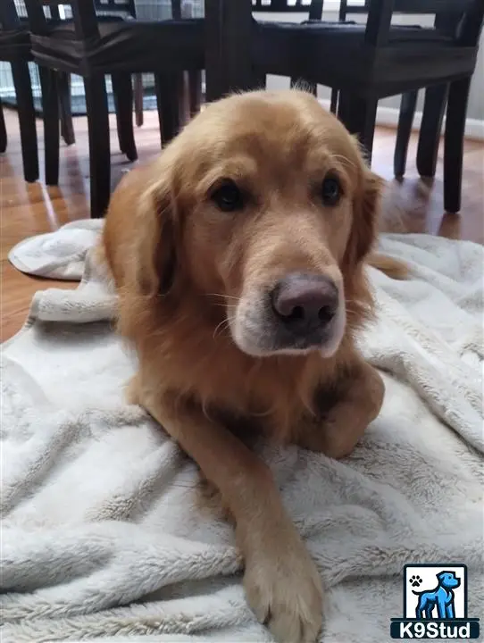 Golden Retriever stud dog: a golden retriever dog lying on a blanket