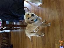 Image Result For Golden Retriever Puppies Petaluma Ca Image Result For Golden Retriever Puppies Petaluma Ca
