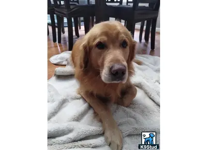 Golden Retriever stud dog: a golden retriever dog lying on a blanket
