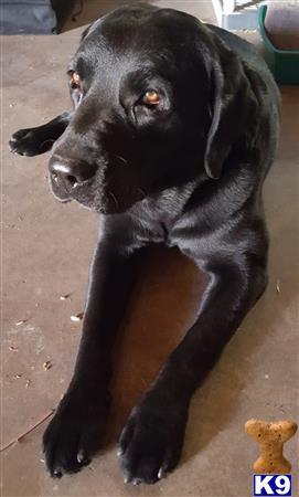 a black labrador retriever dog lying on the ground