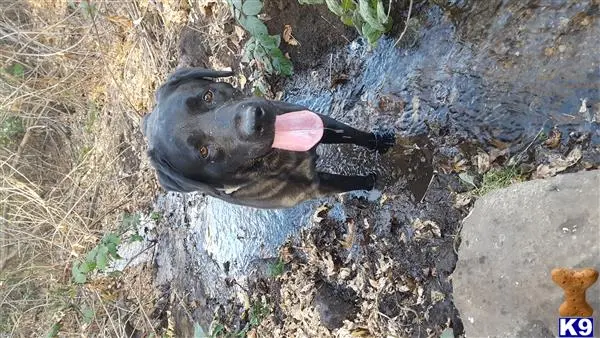 Labrador Retriever stud dog