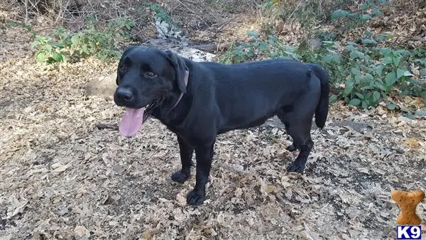 Labrador Retriever stud dog