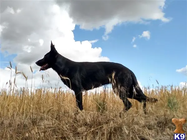 German Shepherd female dog