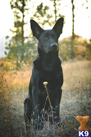 German Shepherd female dog